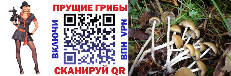 Галлюциногенные грибы мицелий  Мураши 